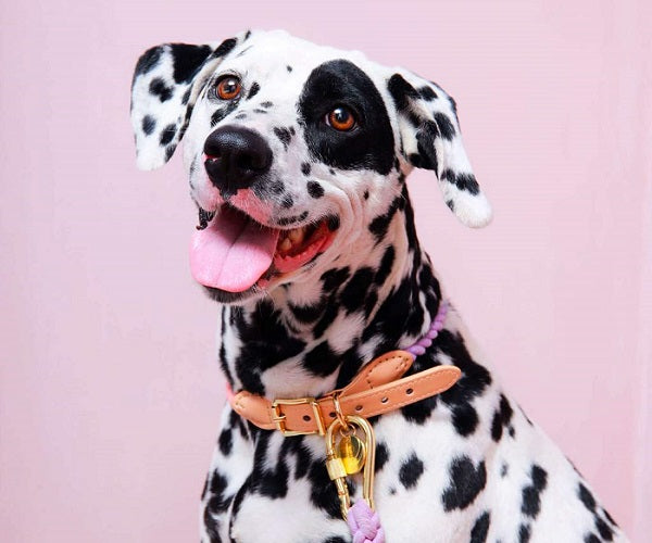 Rainbow dog collar - Know why it's the best gift for your dog!