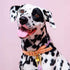 Rainbow dog collar - Know why it's the best gift for your dog!