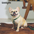 Benefits of Using Anti Pulling Harness - A Complete Guide For You