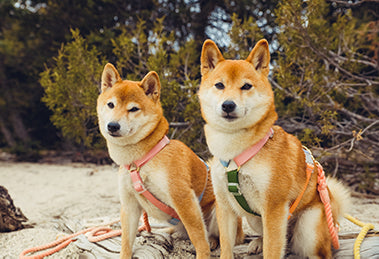 Did you choose the right collar for your dogs?