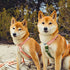 Did you choose the right collar for your dogs?