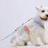 Things to Keep in Mind before Ordering Safest Dog Harness