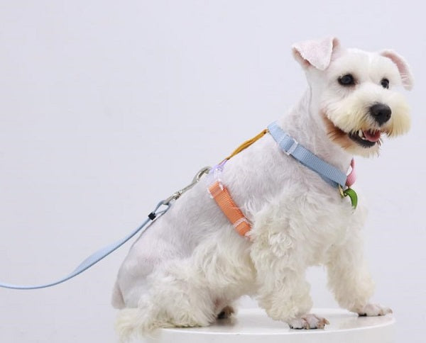 Things to Keep in Mind before Ordering Safest Dog Harness