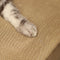 cat scratcher house
